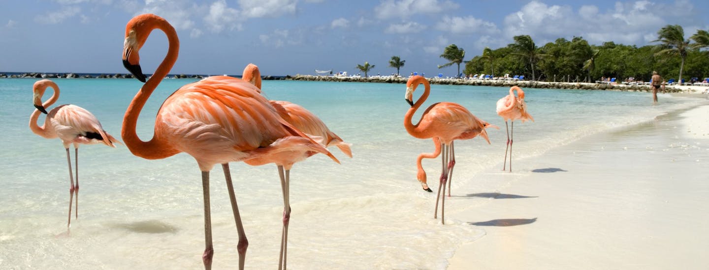 Flamingoer på en strand på Aruba