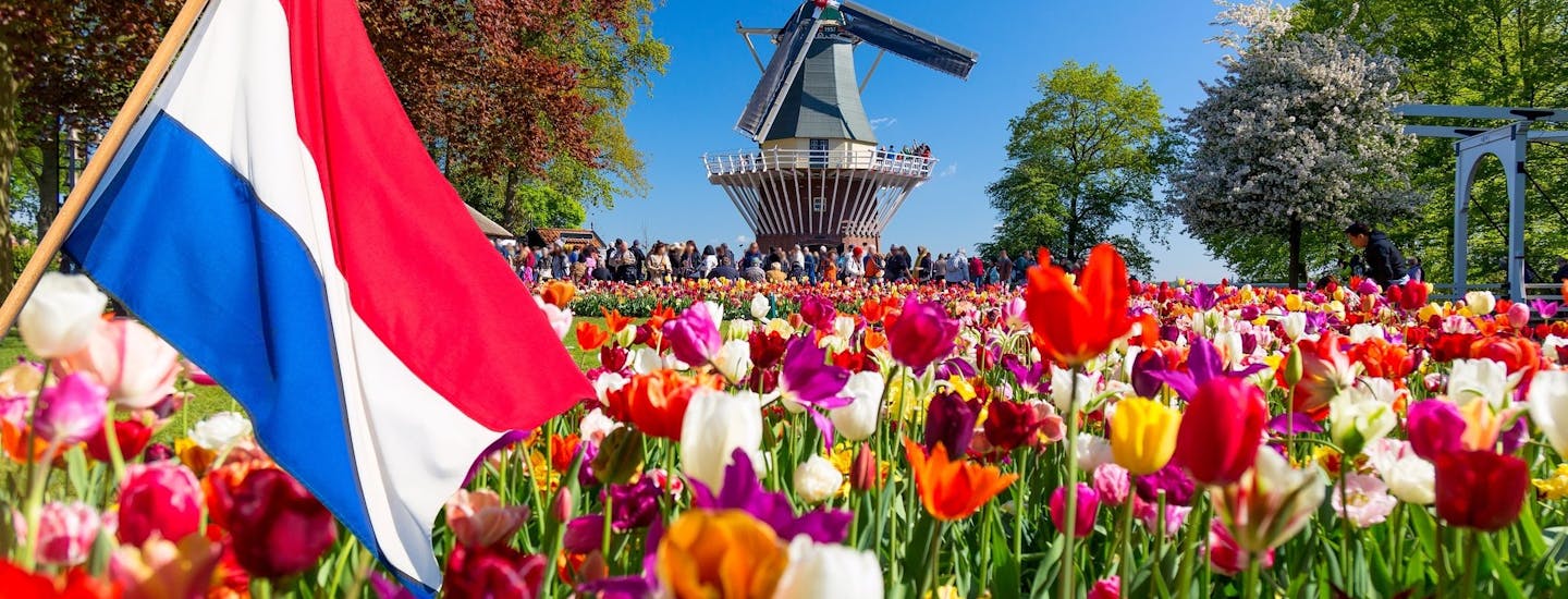 tulipanmark i Holland